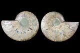 Sliced Ammonite Fossil - Agatized #125005-1